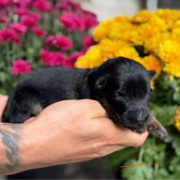 Girl 3 - Black and red female German Shepherd puppy in New York from Spitze German Shepherds