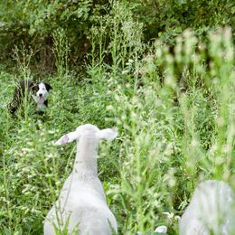 Border Collie Puppies from Cullins Collies