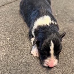 Gator - Black tri-color male Australian Shepherd puppy in Franklinton, Louisiana from Cottonwood Farms Australian Shepherds