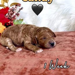 Candy - Red  female Goldendoodle puppy in Runaway Bay, Texas from Green Ranch Doodles