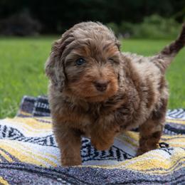 Astrid - Red merle female Aussiedoodle puppy in Mountain Home, Arkansas from Amos and Oak Doodles