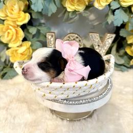 Snuggles - Parti female Yorkshire Terrier puppy in Atlanta, Georgia from Yuppie Yorkies