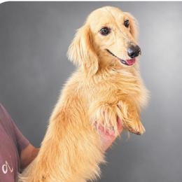Finn stanaland - Dachshund