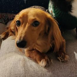 Bella - Dachshund