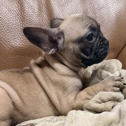 Luna - Fawn female French Bulldog puppy in Salem, Illinois from Itsabulldogthing