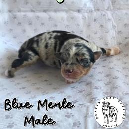 Logan - Blue merle male Miniature Australian Shepherd puppy in Jaroso, Colorado from Heaven Sent Aussies