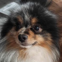 Bolt - Pomeranian