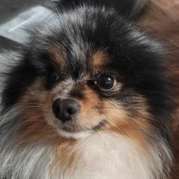 Bolt - Pomeranian