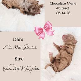 Goldendoodle puppies from Leila Pearson