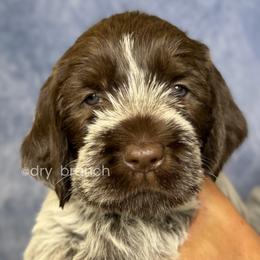 Girl 2 - Brown and gray female Wirehaired Pointing Griffon puppy in Milton, Florida from Dry Branch