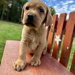 Empire - Yellow male Labrador Retriever puppy in Grand Gorge, New York from Mountain View Labrador Retrievers