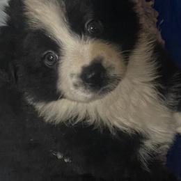 Sweetie - 4 - Black tri-color female Australian Shepherd puppy in Riverside, California from Majestic Wrangler’s Aussie’s