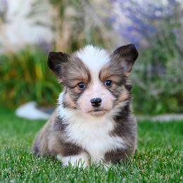 Cotton Candy - Sable female Pembroke Welsh Corgi puppy in Mona, Utah from Sorensen Corgis