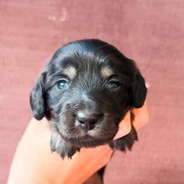 Violet - Black and cream female Dachshund puppy in Sylvania, Alabama from Yancey’s Doxies