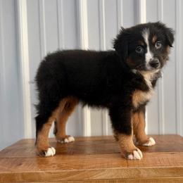 Stella - Black tri female Miniature American Shepherd puppy in Clinton, Missouri from Mockingbirds American Minis