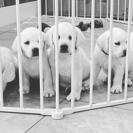 Girl 1 - female Labrador Retriever puppy in Hutto, Texas from Texas Bluebonnet Labs