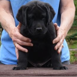 Labrador Retriever Puppies from SciFi Labradors