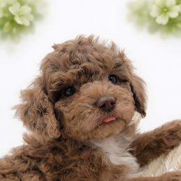 Green - Sable male Aussiedoodle puppy in Byron, Georgia from Southern Olive Doodles 🫒
