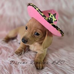 Roxy - Red female Dachshund puppy in Kansas City, Missouri from Divine Doxies LLC