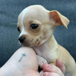 Teacup Opal - Cream and white female Chihuahua puppy in Alvord, Texas from Gift of Gods Favor