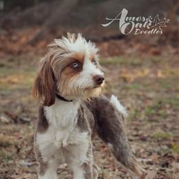 Aspen - Aussiedoodle