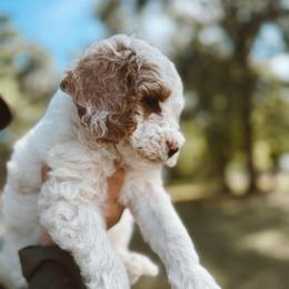 Spot - Parti male Poodle puppy in Mount Vernon, Illinois from Autumn Powell