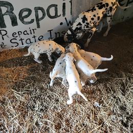 Boy 3 - White and black male Dalmatian puppy in Troutville, Virginia from BRIAR HOUSE of Mountain Pass