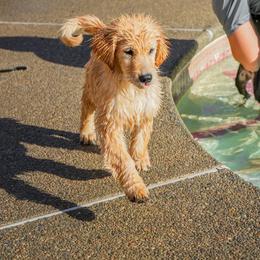 Golden Retriever Puppies from UnrivaledGoldens