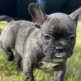 French Bulldogs from Lottie's Frenchies