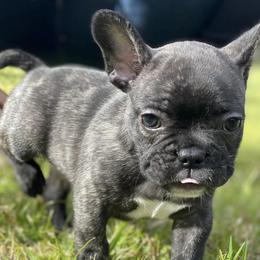 French Bulldogs from Lottie's Frenchies