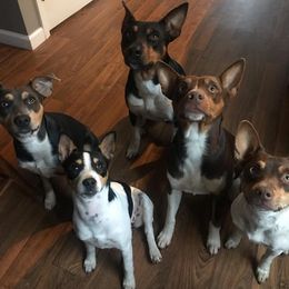Rat Terriers from Meadows Rat Terrier