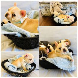 French Bulldog Puppies from Frenchie Paws