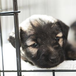Border Collie and Skye Terrier Puppies from Skyward Farms