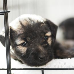 Border Collie and Skye Terrier Puppies from Skyward Farms