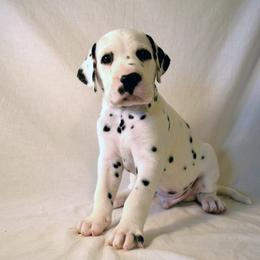 Dalmatian Puppies from Spotted Way Dalmatians