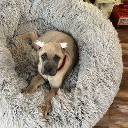 Nina - Fawn female Cane Corso puppy in Lititz, Pennsylvania from Lititz Cane Corsos