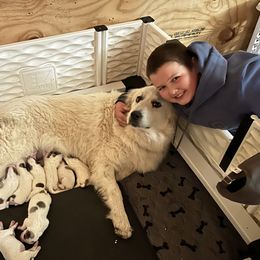 Zoey - Great Pyrenees