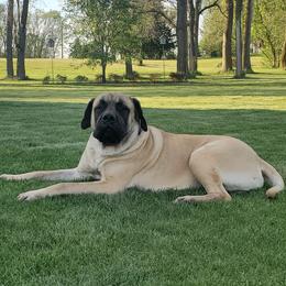 Obama  - Mastiff