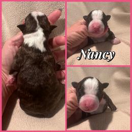 Nancy - Black brindle female American Staffordshire Terrier puppy in Marietta, Georgia from Ambition Amstaffs