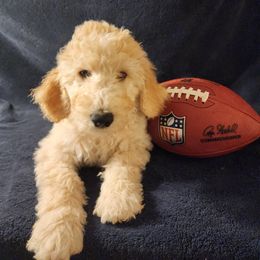 Goldendoodle Puppies from Hampton Blu Doodles