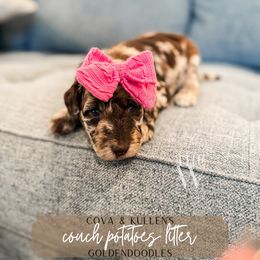 Sweetie - Merle female Goldendoodle puppy in Soddy Daisy, Tennessee from The W Doods