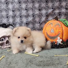 "Dani" - Pomeranian puppy in Three Rivers, California from Mountain Mama's Poms