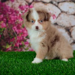 Buddy - Red merle male Toy Australian Shepherd puppy in Georgetown, Texas from Minikin Manor