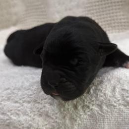 Blue collar - Black male Cane Corso puppy in Utah from 3Lake Kennelz
