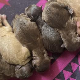 Cockapoos from Windy Pines Farm