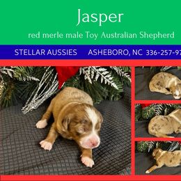 Jasper - Red merle male Toy Australian Shepherd puppy in Asheboro, North Carolina from Stellar Aussies