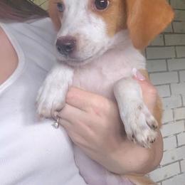 Sandy - Lemon and white female Beagle puppy in Rose Bud, Arkansas from Rajun Cajun Kennels