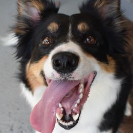 Border Collies from EbbnFlow Border Collies