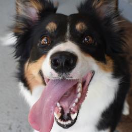 Border Collies from EbbnFlow Border Collies