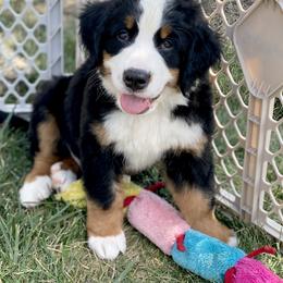 Aussiedoodles, Australian Mountain Doodles, Bernedoodles, and Bernese Mountain Dogs from Berns & Doodles